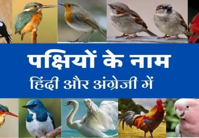 Indian Birds name in hindi and english with pictures – पक्षियों के नाम (List of Birds) Indian Birds name in hindi and english with pictures – पक्षियों के नाम (List of Birds)