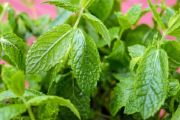 Peppermint | Vegetable name in English-Hindi