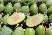 feijoa